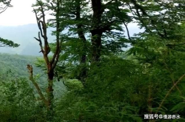 可爱熊猫逃生